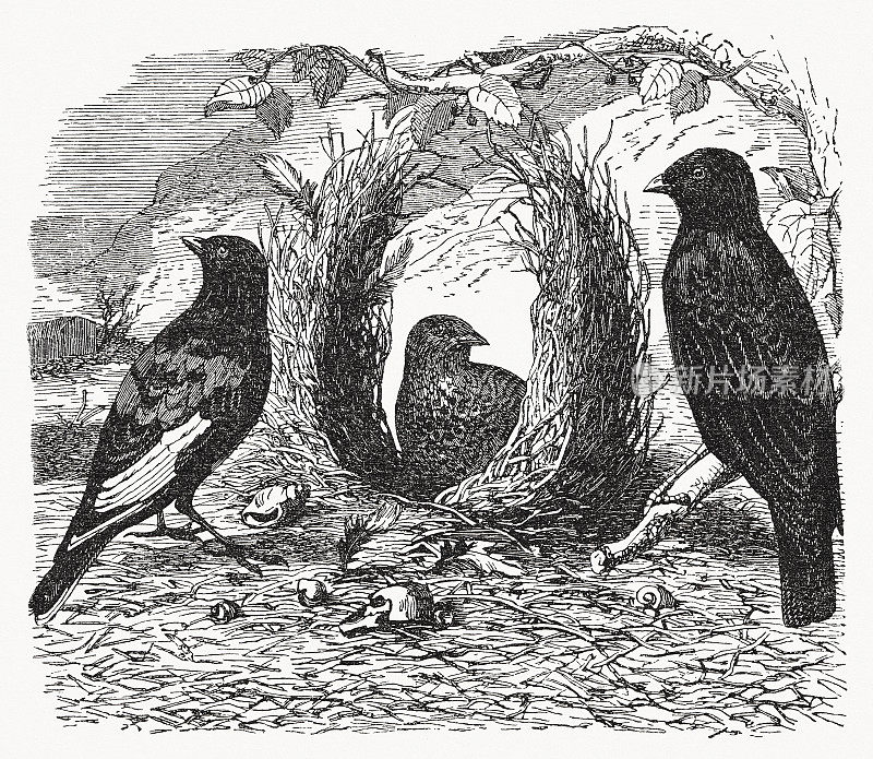 缎纹园丁鸟(Ptilonorhynchus violaceus)，木刻，1893年出版